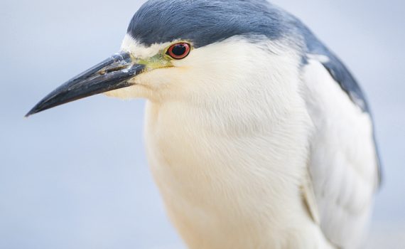 Black-crowned Night-Heron, male