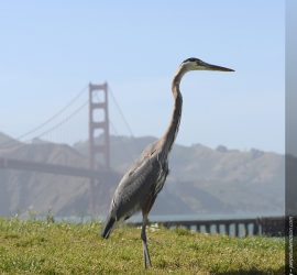 Great Blue Heron