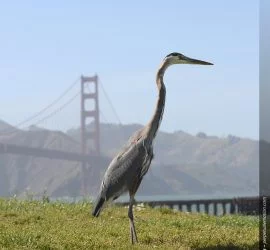 Great Blue Heron