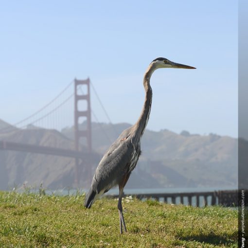 Great Blue Heron