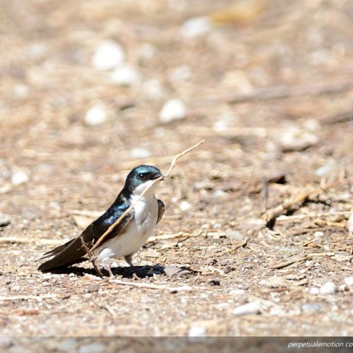 Tree Swallow