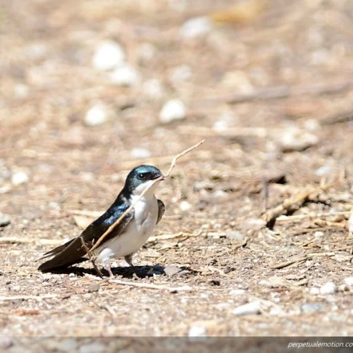 Tree Swallow