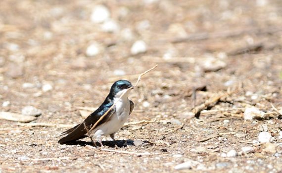 Tree Swallow