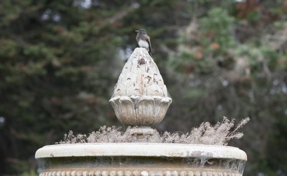 Black Phoebe