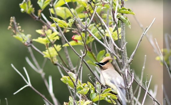 Cedar Waxwing