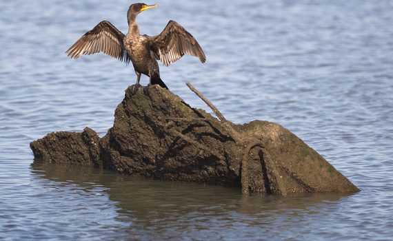 Double-crested Cormorant