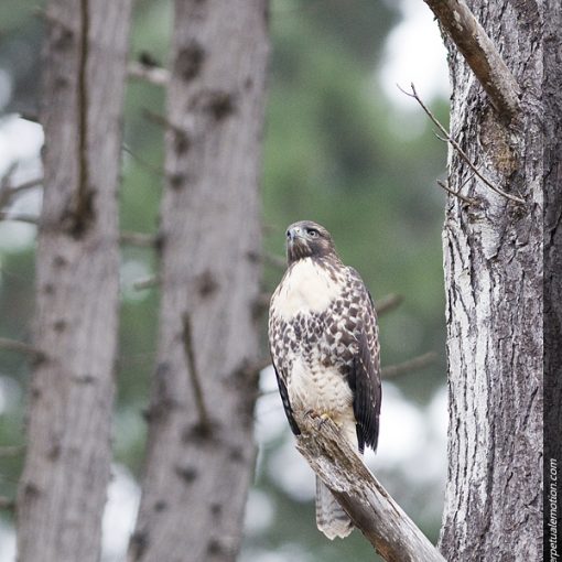 Red-tailed Hawk