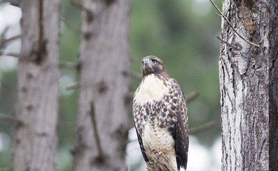 Red-tailed Hawk