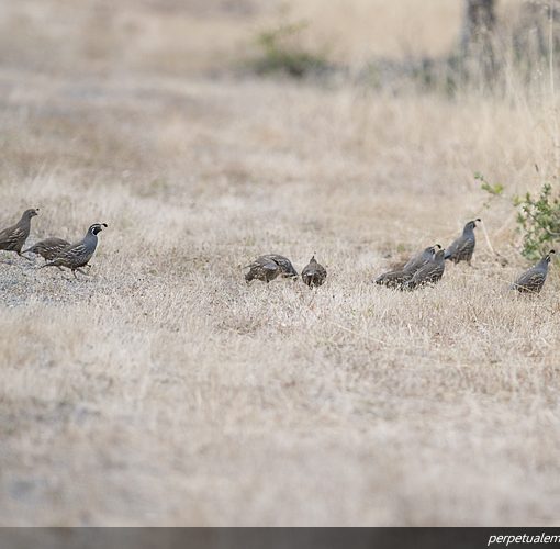 California Quails
