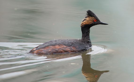 Eared Grebe