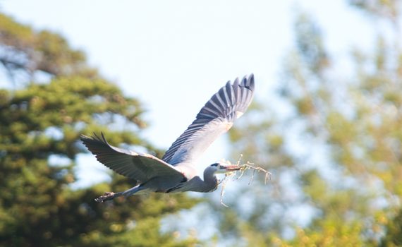 Great Blue Heron