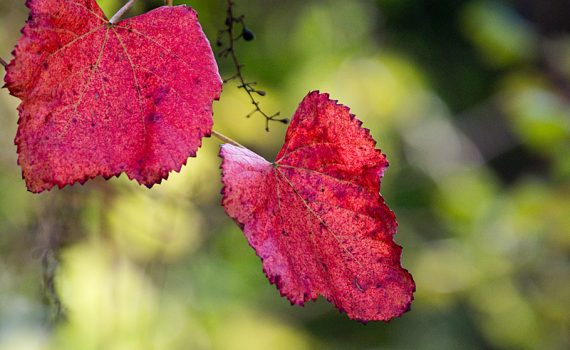 Fall Leaves