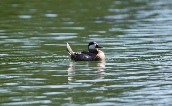 Ruddy Duck