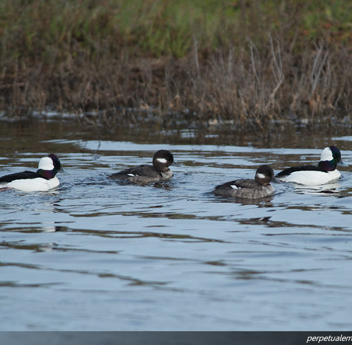 Buffleheads
