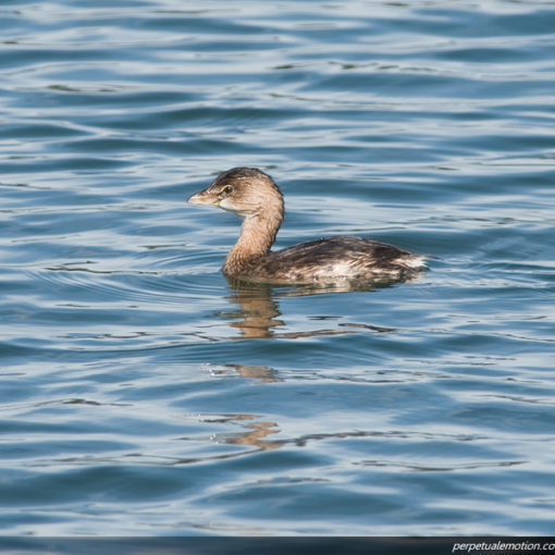 Pied-billed Grebe