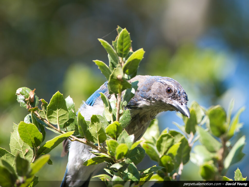 California Scrub-Jay
