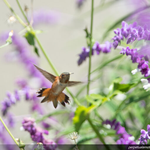 Allen's Hummingbird