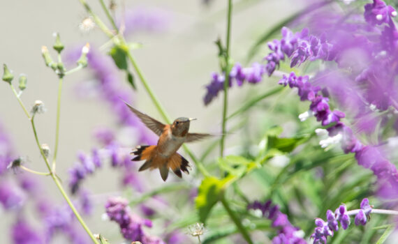Allen's Hummingbird