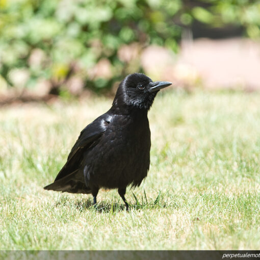 American Crow