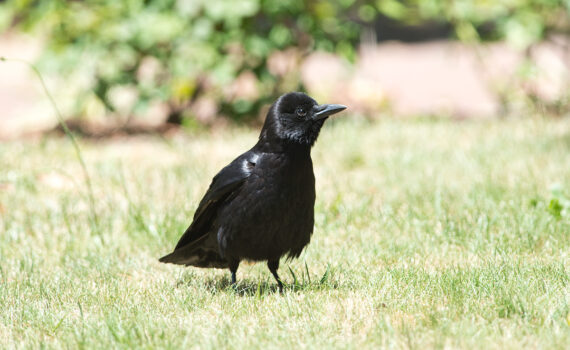 American Crow