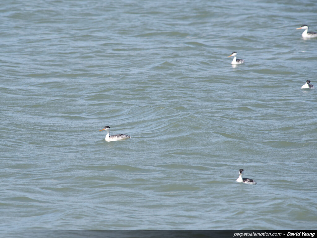 Clark's Grebe