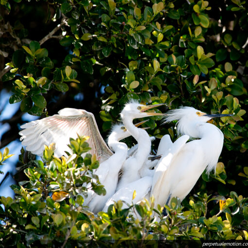 Snowy Egret Nest