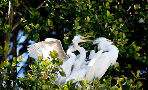 Snowy Egret Nest