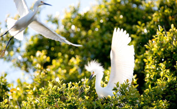 Snowy Egrets