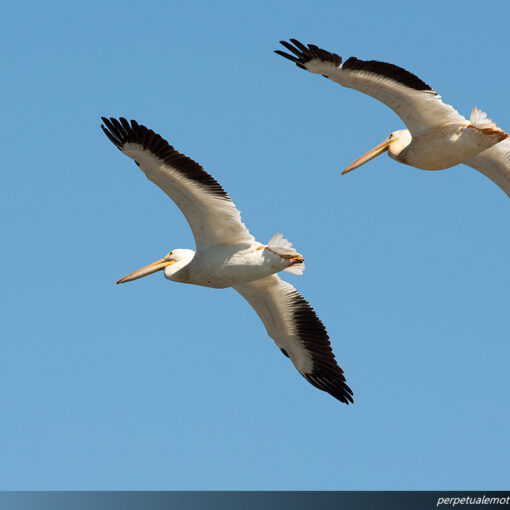 American White Pelicans