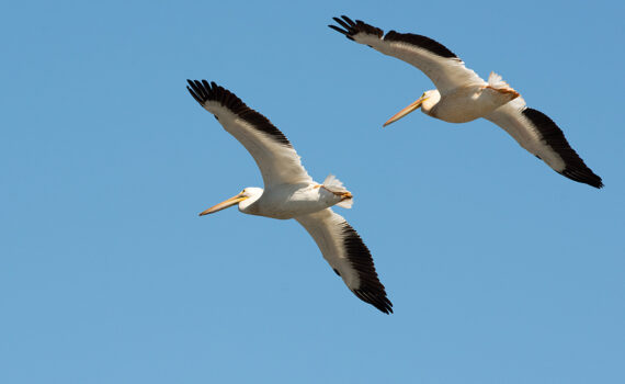 American White Pelicans