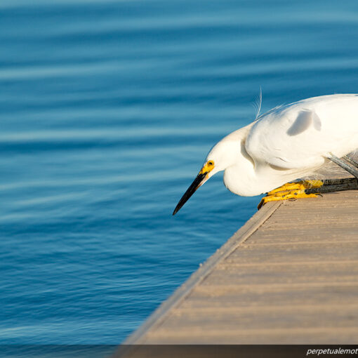 Snowy Egret