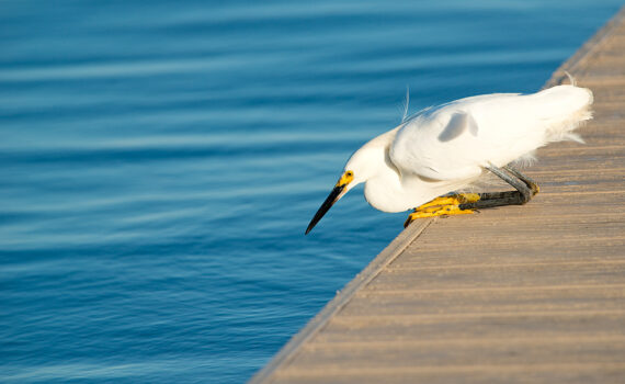 Snowy Egret