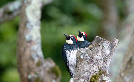 Acorn Woodpeckers