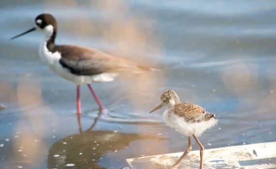Black-necked Stilts