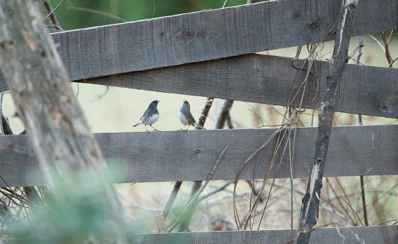 Dark-eyed Junco