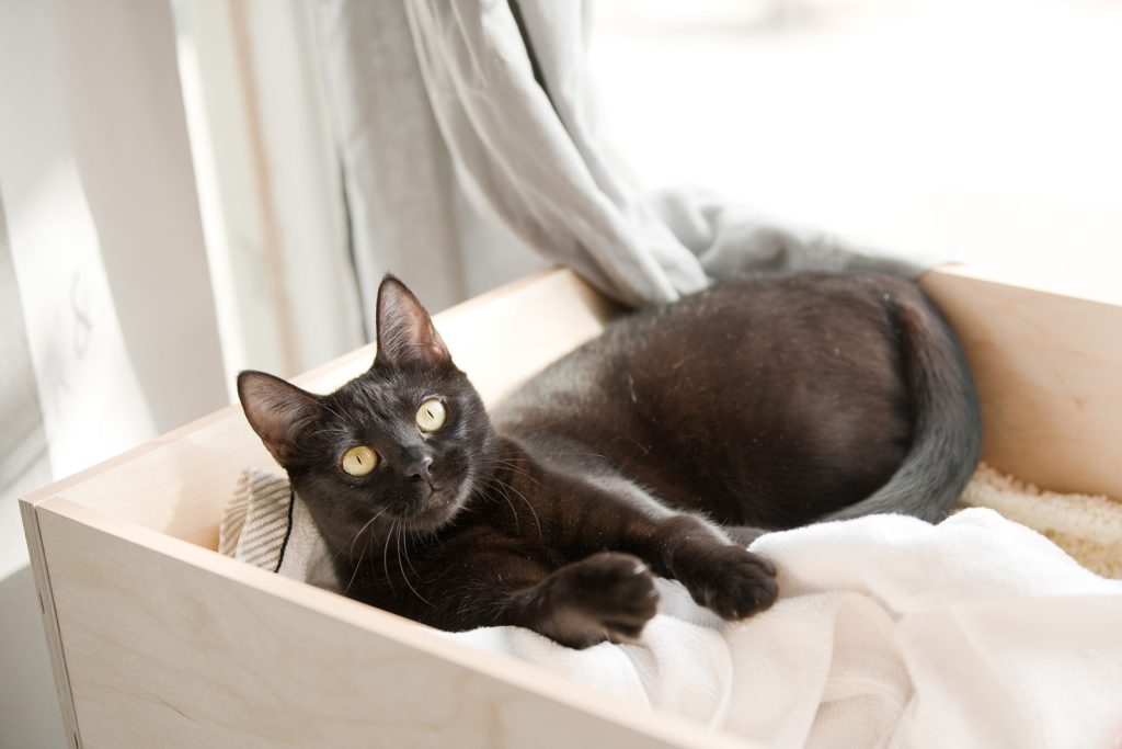Neblina at Cat Town Oakland